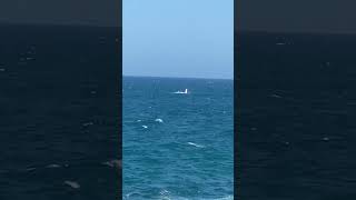Humpback Whales Caves NSW Beach Oct 2024