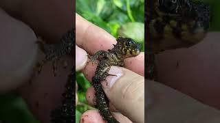 Screaming Baby Mini Dragon UPDATE! Red-eyed crocodile skink (Tribolonotus gracilis)  #lizard