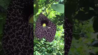 A walk through the Garden