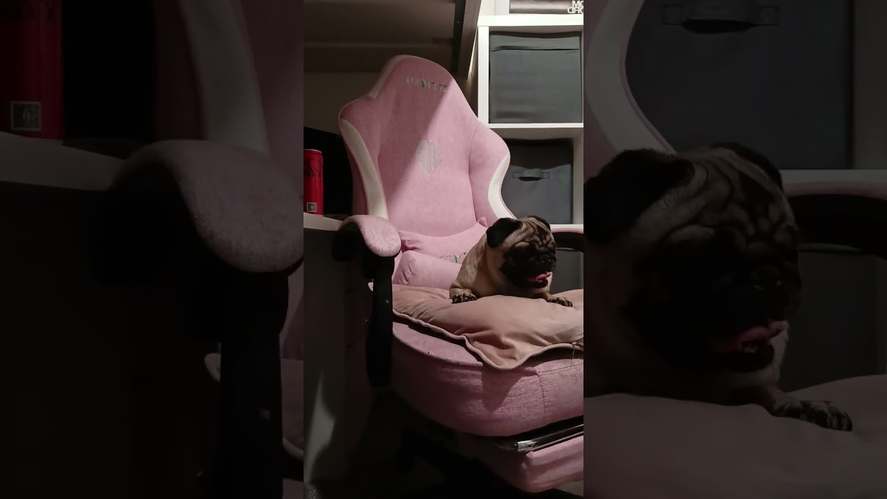 Rosie screaming at me 😭