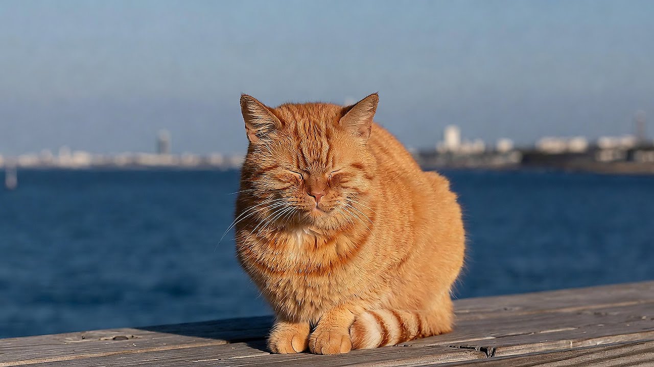 LIVE Adorable Kitten Sleeping Peacefully for Relaxation 😴 | Season 1