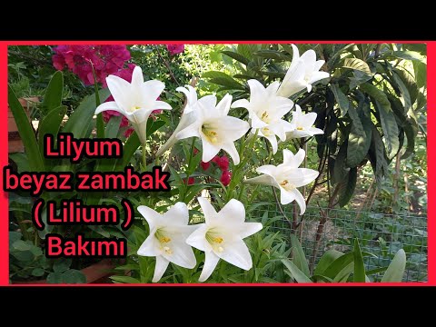 Video: Zambaklar - imparatorluk çiçeklerinin dikimi ve bakımı