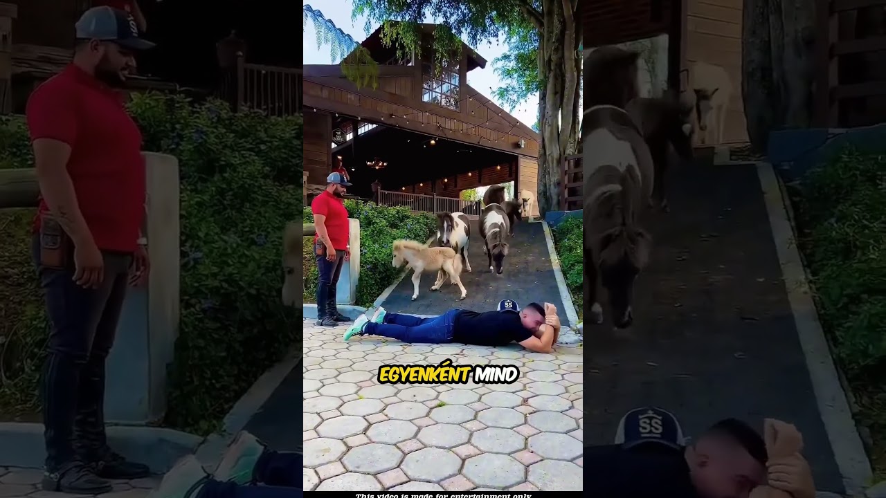 Ez az ember megmutatta a lovak intelligenciáját 😯❤️