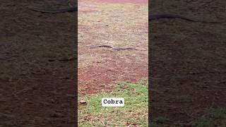 First vlog me snake🐍🐍 se bacha😲 its a special moment....my 1st video #firstvlog #snake #cobra