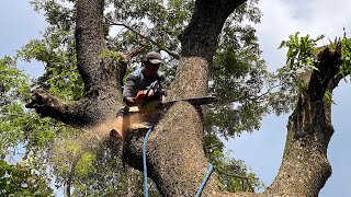 Dangerous cutting tree skills with chainsaw !! Stihl ms 881.