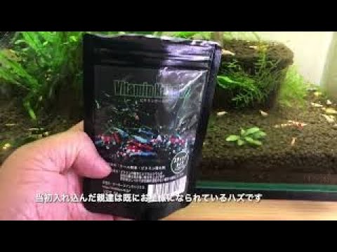 非売水槽パート1】#タイガーシュリンプ#非売水槽#ファンシータイガー 非売水槽パート1】#タイガーシュリンプ#非売水槽#ファンシータイガー