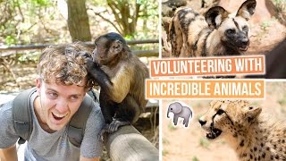 Volunteering with African Animals | South Africa Vlog