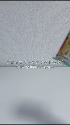 ブロッコリースプラウトの栽培