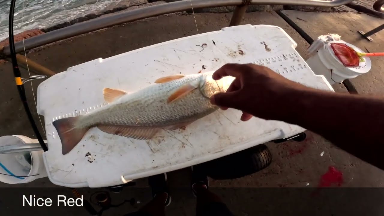 Corpus Christi TX fishing. A collage of action this week 15 thru the 19 Sept 2025 Fish on
