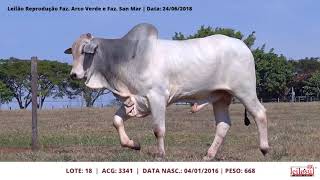 LOTE 18 - ACG 3341