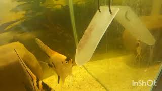 видео: Приятные моменты на разводне. картинка: Приятные моменты на разводне.