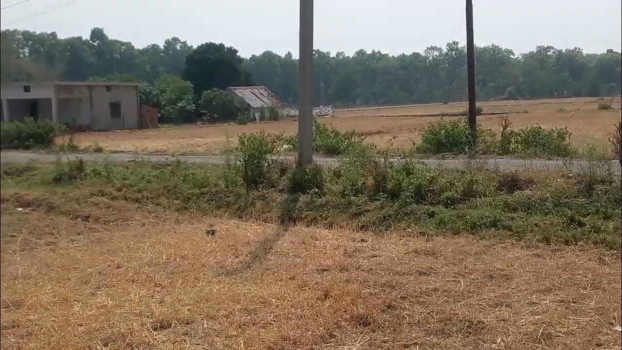 2.25 bigha land in kotabagh jim corbett for sale 30 lakh per bigha