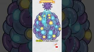 How Vaccines Work in Your Body in 60 Seconds! 💉#HowItWorks #Vaccines #Immunity #ScienceExplained