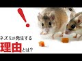 また新しい格安SIMのマルチが出た【アクセルモバイル】ペンギンモバイル、スターモバイルはどうなるのか!?