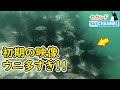 ウニ駆除の海の変化を解説！最初期のウニの量がヤバ過ぎだった！