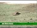 Beaver Attacks young Oregon fan (TURN ON SUBTITLES)