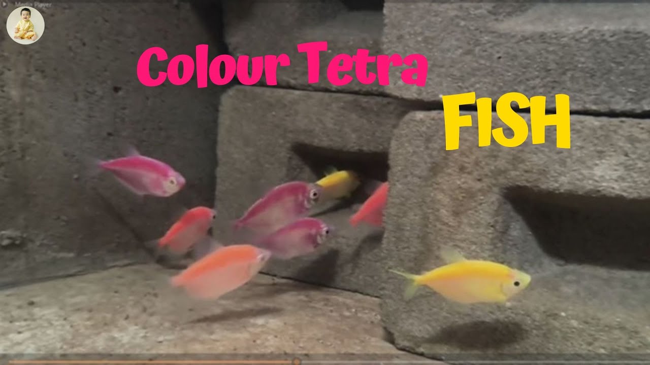 His color tetra fishes