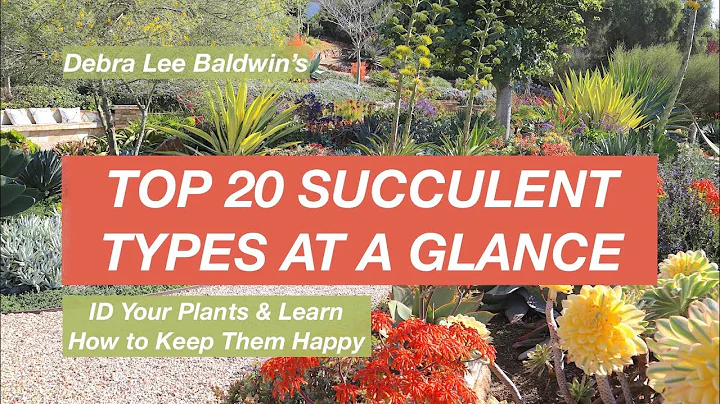 Top 20 Succulent Types at a Glance - DayDayNews