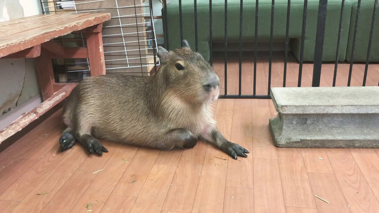 Capybara Ron Boy's sneezing :(8D 〜 カピバラ ロンくんのクシュん