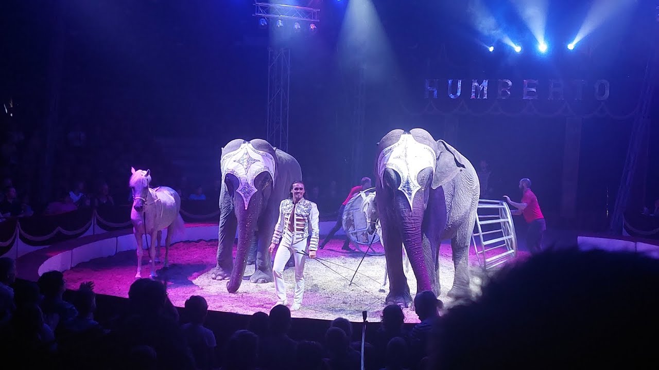 Cirkus Humberto 2023 - Pokaz Słoni
