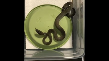 Setting a tub up for small Python quarantine