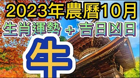 【古柏论命每月运势 + 吉日凶日】2023年农历十月(阳历11/13 ~ 12/12)生肖运势分享 -  牛 - 天天要闻