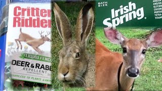 Three Ways We Keep Deer and Rabbit OUT of the Garden: Soap, Deer & Rabbit Repellent, Critter Ridder
