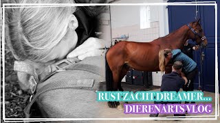 RUST ZACHT DREAMER!🕊️ || DIERENARTS VLOG Paardzoektbaas