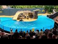 Sealion show at Loro Parque, Tenerife.