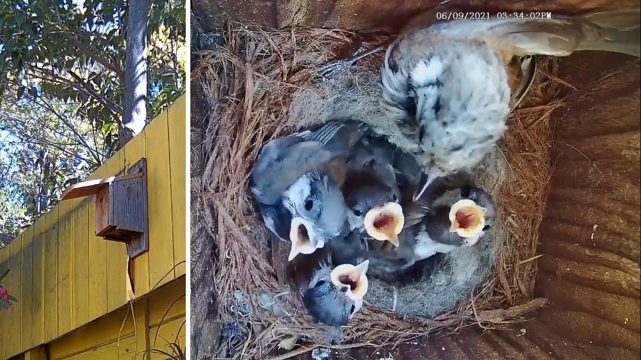 Petite vidéo de l'année passée dans un nichoir équipé d'une caméra, c'est  la période idéale pour installer les nichoirs dans votre jardin. Et si  vous, By Gardenature France