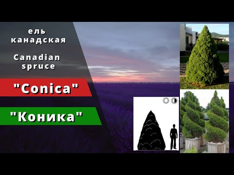 Wideo: Konica - świerk Kanadyjski