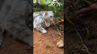 Why Does Changan Like Twigs So Much?🌿😊 | Chef Cat Daily Life #Tiktok #Shorts