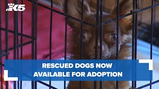 Rescued dogs now available for adoption