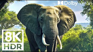 Legendary Wild Animals 8k  Relax with diverse nature sounds (8k Ultra HD)