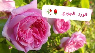 كيفية زراعة الورد الجوري /موعد زراعة الورد الجوري