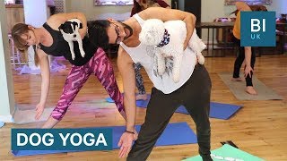 Inside a 'Dog Yoga' class