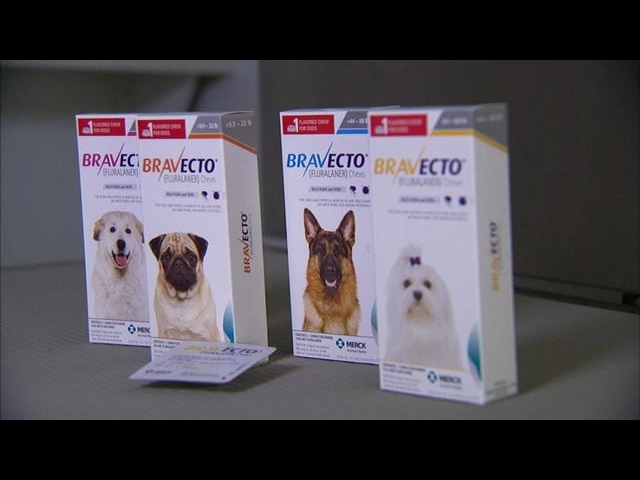 bravecto flea medicine for dogs