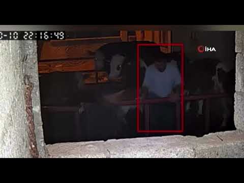 Buzağıyı kucaklayarak çalan şahıs yakalandı