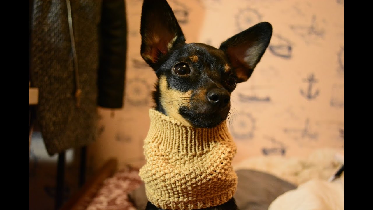 Как связать снуд для собаки - YouTube