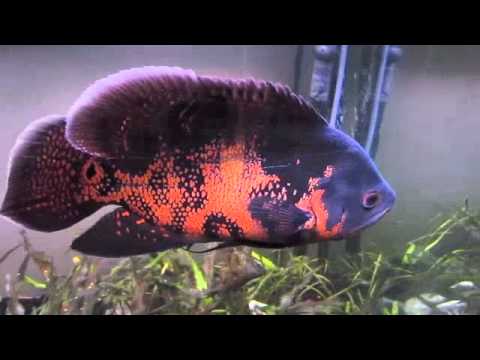 Erzs bet The Oscar Fish - Tiger Oscar - Poisson Oscar Erzs bet The Oscar Fish - Tiger Oscar - Poisson Oscar