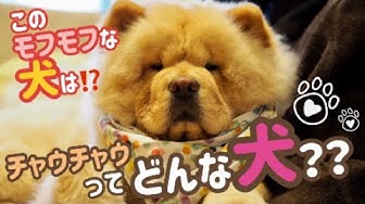 犬種紹介 Youtube
