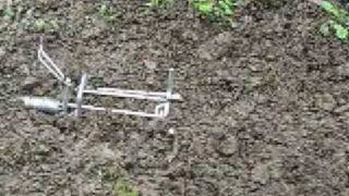 Mole Trap  Setting, placing, and bedding traps