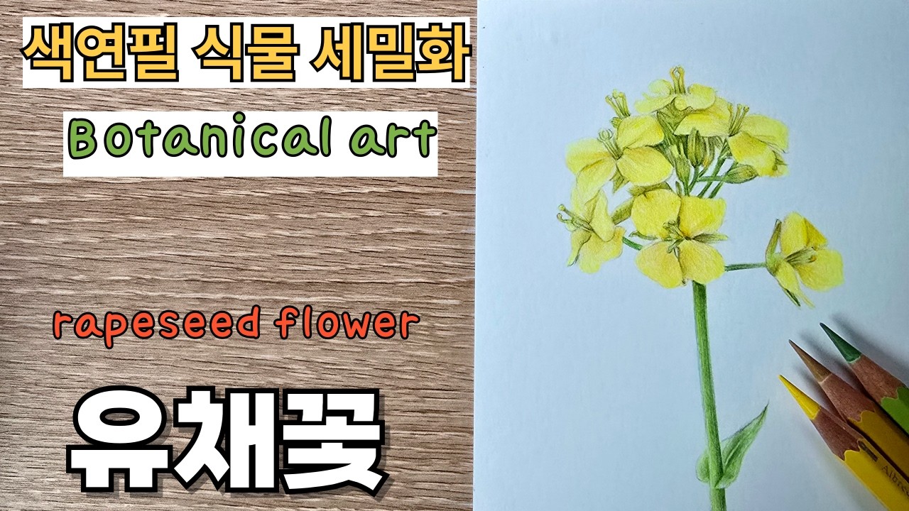 초보자를 위한 색연필로 그리는 유채꽃 / Rapeseed Flower Drawing with Colored Pencils for Beginners