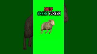 Sheep Running Green Screen