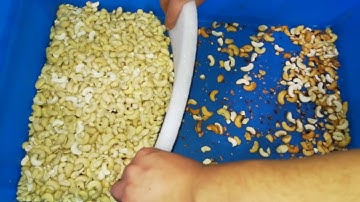 SUMMIT Cashew Kernel Color Sorter