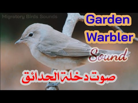 صوت دخلة الحدائق   