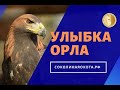 СОКОЛИНАЯ ОХОТА. Константин Соколов. Орёл, ястреб, сокол 10.04.20. Прямой эфир.