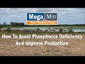 How to Avoid Phosphorus Deficiency and Improve Production