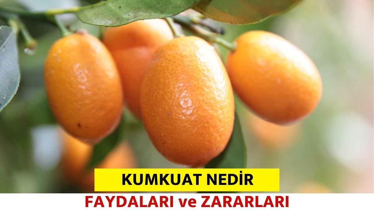 Kamkatın 10 İnanılmaz Faydası – Pratik Yemek Tariflerim