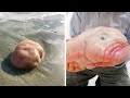 15 Weirdest Deep Sea Creatures That Actually Exist